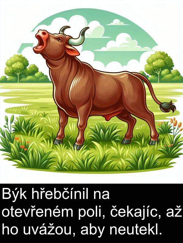 čekajíc: Býk hřebčínil na otevřeném poli, čekajíc, až ho uvážou, aby neutekl.