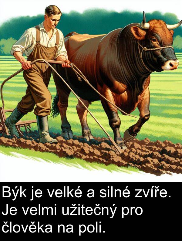 silné: Býk je velké a silné zvíře. Je velmi užitečný pro člověka na poli.