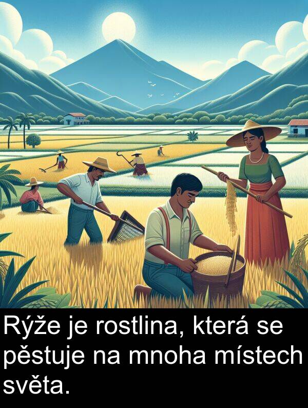 pěstuje: Rýže je rostlina, která se pěstuje na mnoha místech světa.