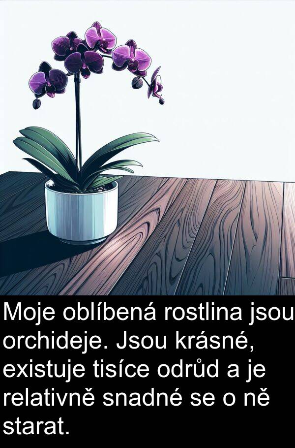 existuje: Moje oblíbená rostlina jsou orchideje. Jsou krásné, existuje tisíce odrůd a je relativně snadné se o ně starat.