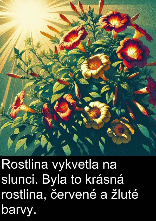 žluté: Rostlina vykvetla na slunci. Byla to krásná rostlina, červené a žluté barvy.