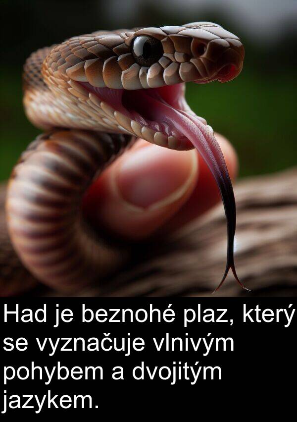 beznohé: Had je beznohé plaz, který se vyznačuje vlnivým pohybem a dvojitým jazykem.