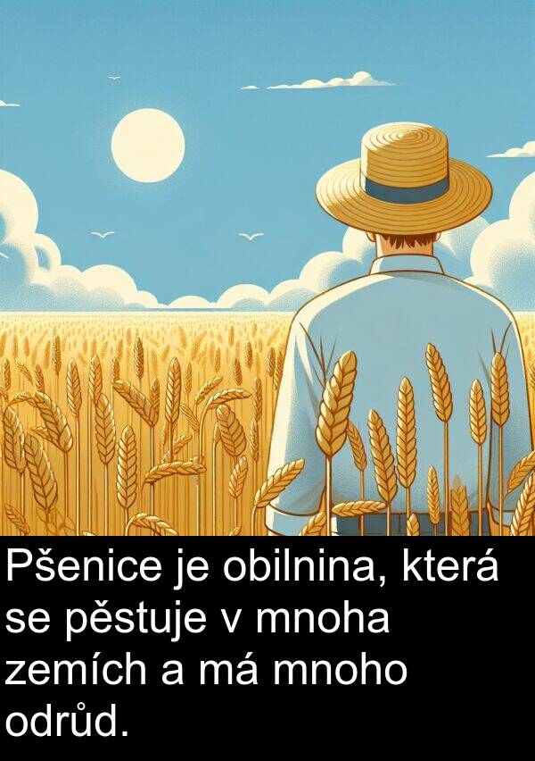obilnina: Pšenice je obilnina, která se pěstuje v mnoha zemích a má mnoho odrůd.