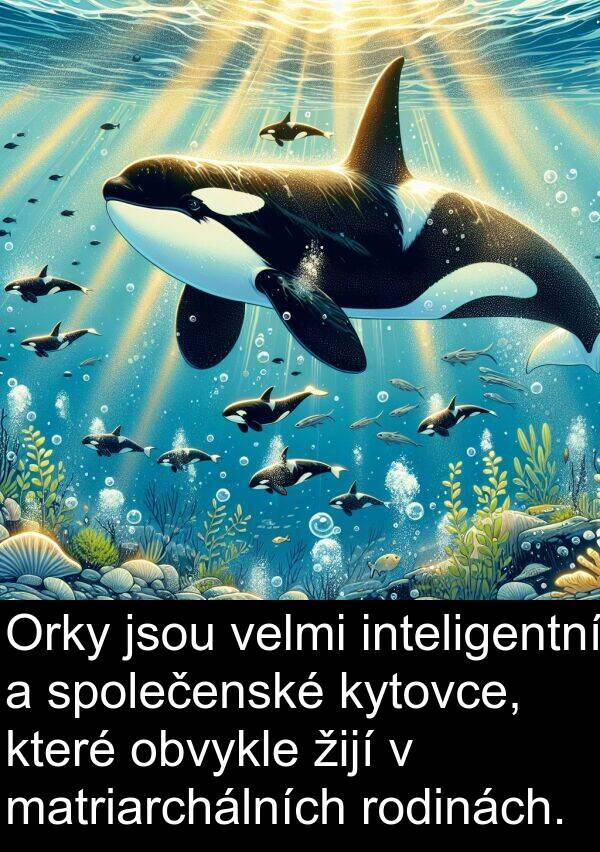 žijí: Orky jsou velmi inteligentní a společenské kytovce, které obvykle žijí v matriarchálních rodinách.