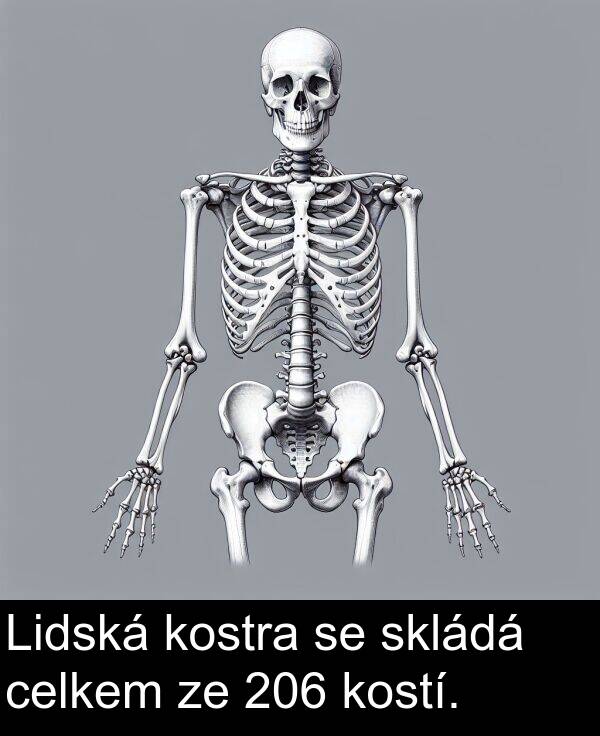 celkem: Lidská kostra se skládá celkem ze 206 kostí.