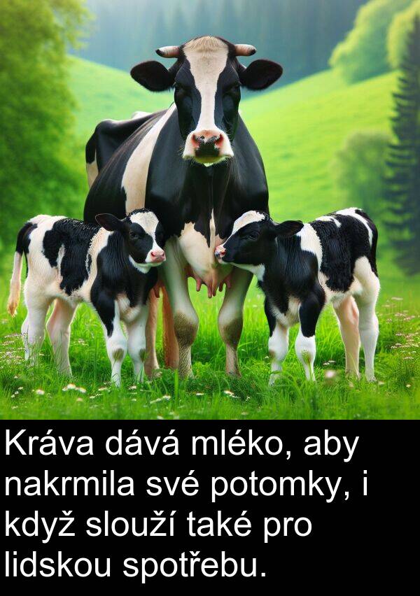 dává: Kráva dává mléko, aby nakrmila své potomky, i když slouží také pro lidskou spotřebu.