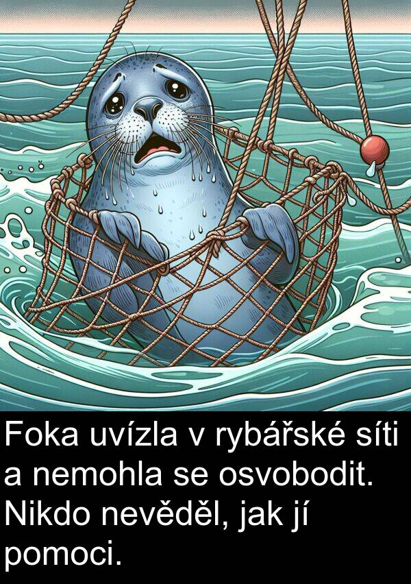 síti: Foka uvízla v rybářské síti a nemohla se osvobodit. Nikdo nevěděl, jak jí pomoci.