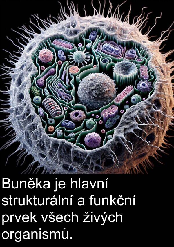 živých: Buněka je hlavní strukturální a funkční prvek všech živých organismů.