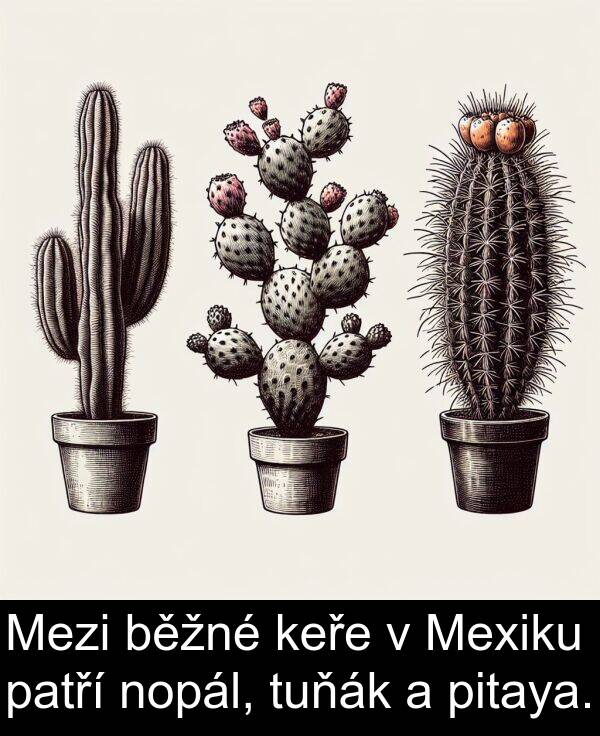 pitaya: Mezi běžné keře v Mexiku patří nopál, tuňák a pitaya.