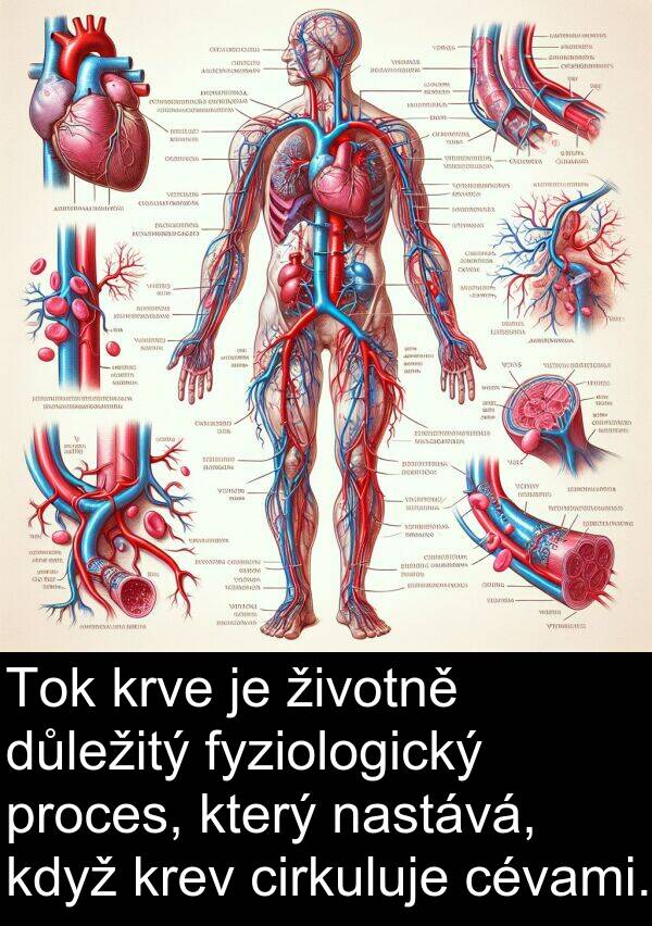 cévami: Tok krve je životně důležitý fyziologický proces, který nastává, když krev cirkuluje cévami.