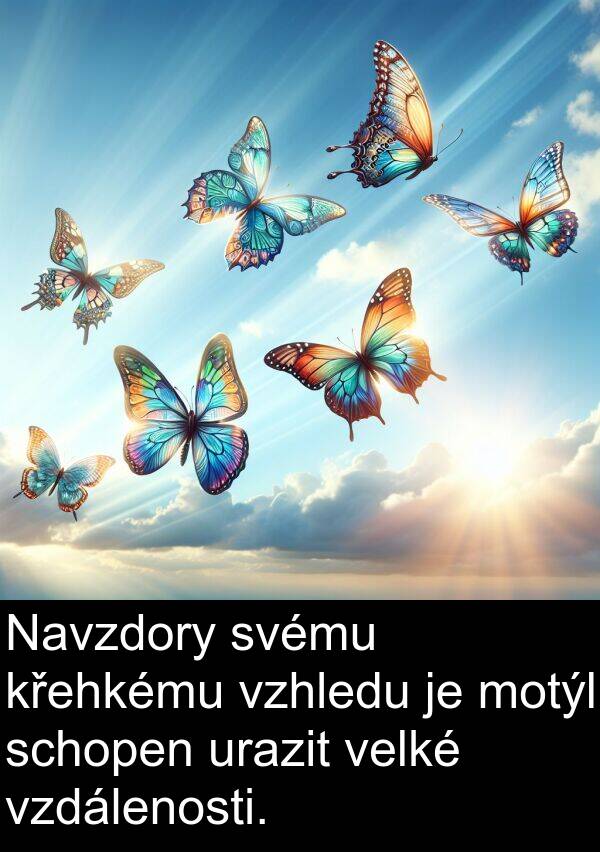 urazit: Navzdory svému křehkému vzhledu je motýl schopen urazit velké vzdálenosti.