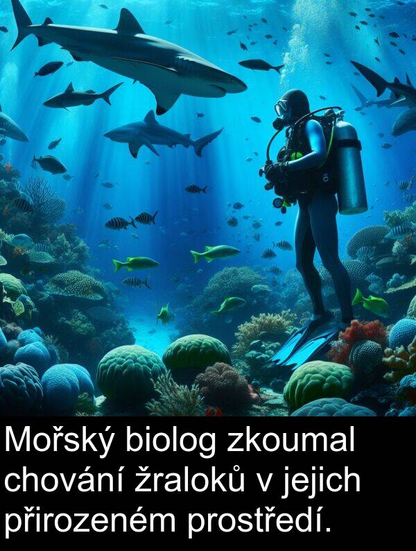 žraloků: Mořský biolog zkoumal chování žraloků v jejich přirozeném prostředí.