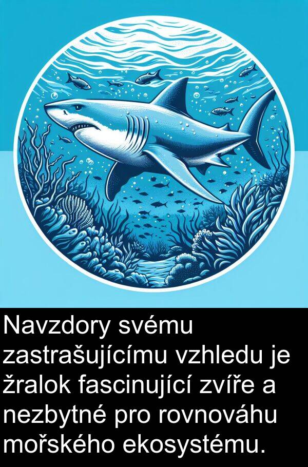 žralok: Navzdory svému zastrašujícímu vzhledu je žralok fascinující zvíře a nezbytné pro rovnováhu mořského ekosystému.