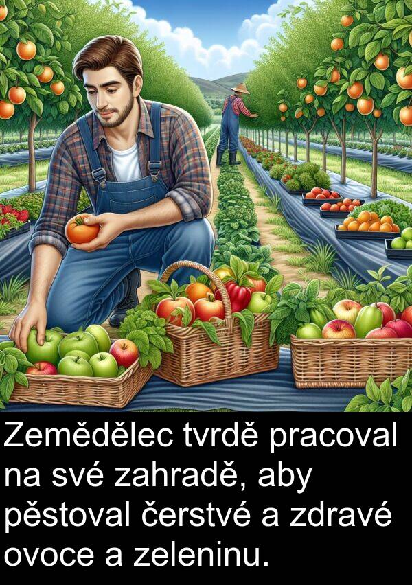 zahradě: Zemědělec tvrdě pracoval na své zahradě, aby pěstoval čerstvé a zdravé ovoce a zeleninu.