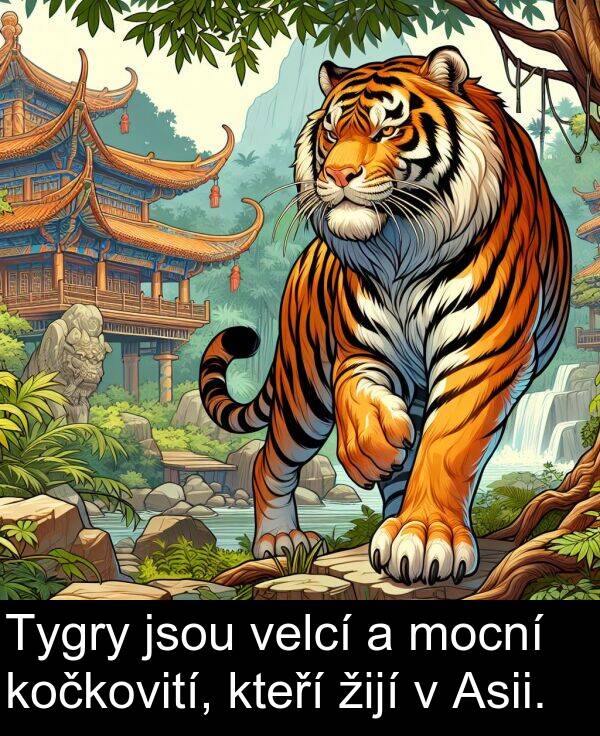 žijí: Tygry jsou velcí a mocní kočkovití, kteří žijí v Asii.