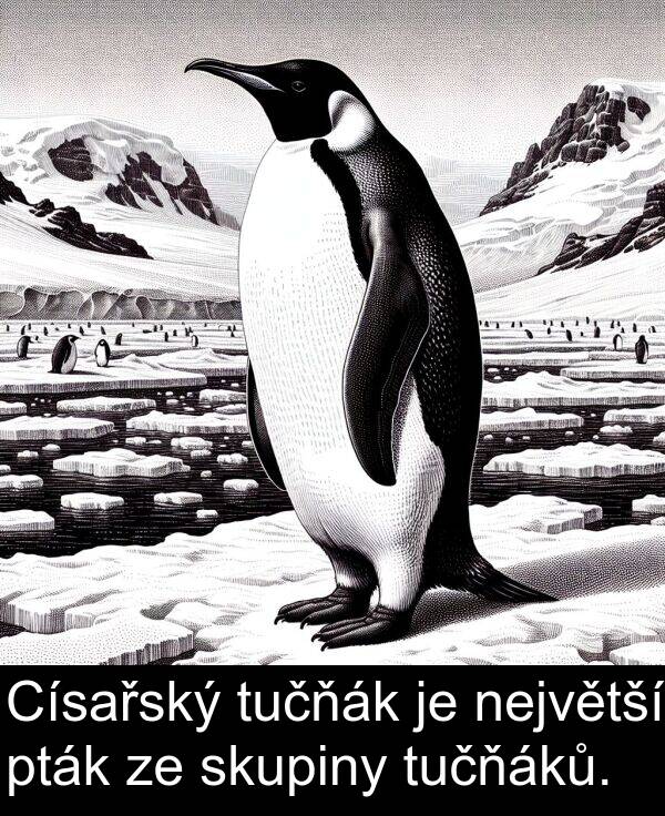 největší: Císařský tučňák je největší pták ze skupiny tučňáků.