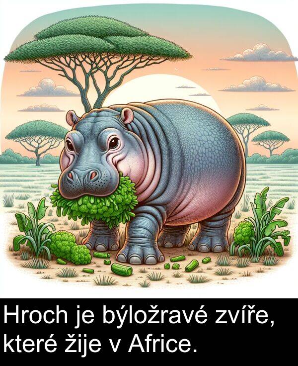 býložravé: Hroch je býložravé zvíře, které žije v Africe.