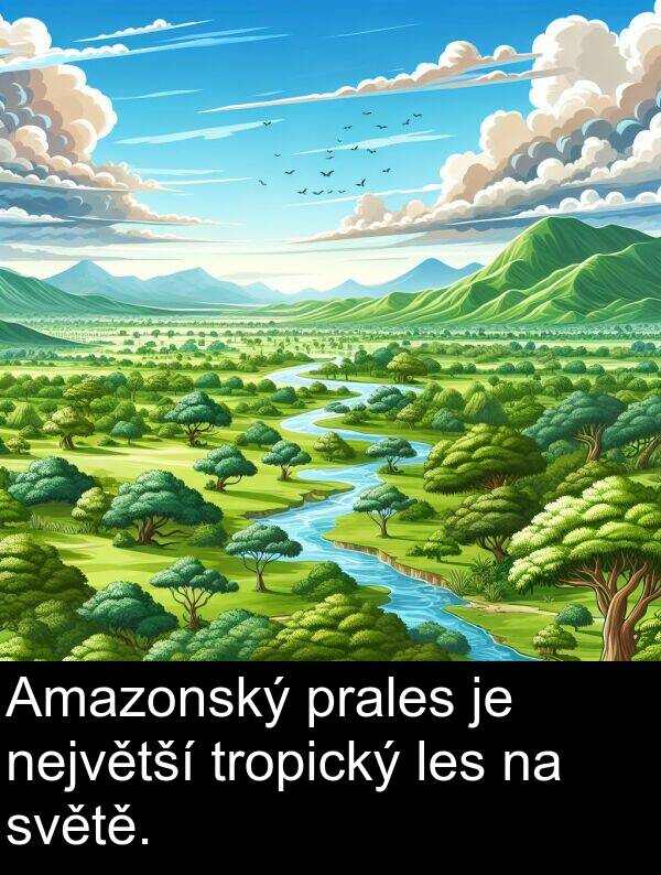 největší: Amazonský prales je největší tropický les na světě.