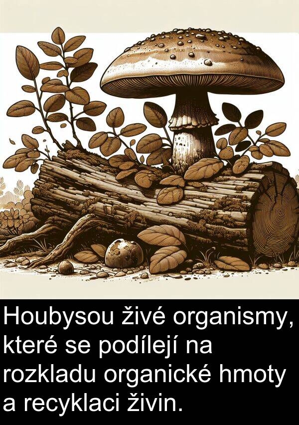 živin: Houbysou živé organismy, které se podílejí na rozkladu organické hmoty a recyklaci živin.