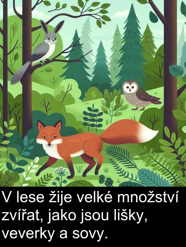žije: V lese žije velké množství zvířat, jako jsou lišky, veverky a sovy.