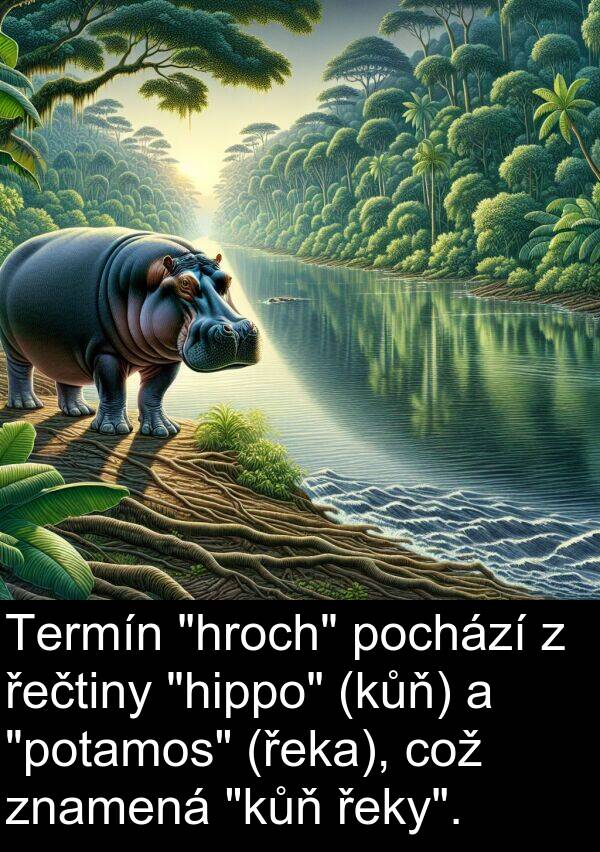 řeky: Termín "hroch" pochází z řečtiny "hippo" (kůň) a "potamos" (řeka), což znamená "kůň řeky".