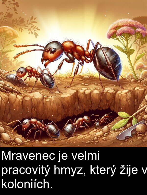 žije: Mravenec je velmi pracovitý hmyz, který žije v koloniích.
