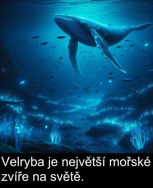největší: Velryba je největší mořské zvíře na světě.