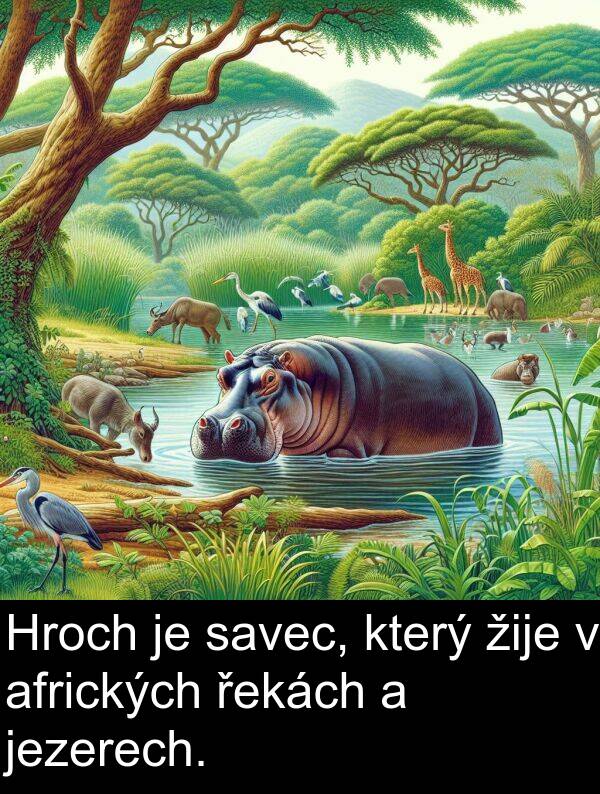řekách: Hroch je savec, který žije v afrických řekách a jezerech.