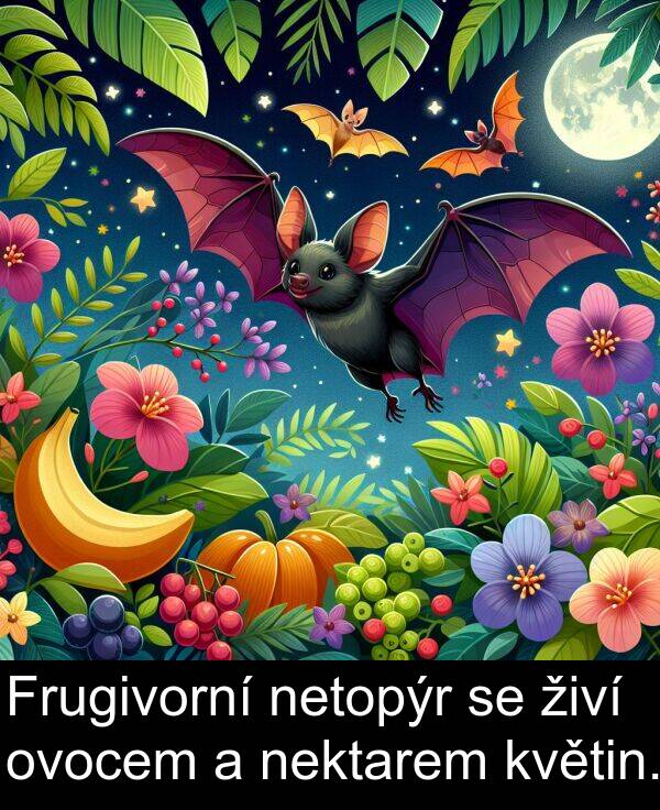 živí: Frugivorní netopýr se živí ovocem a nektarem květin.
