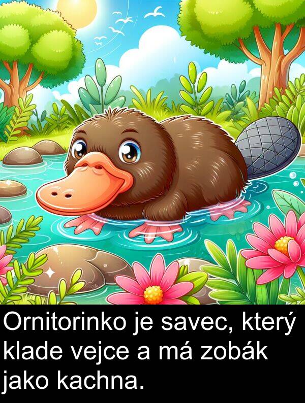 kachna: Ornitorinko je savec, který klade vejce a má zobák jako kachna.