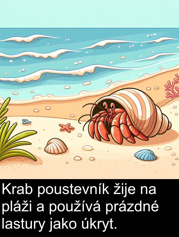 lastury: Krab poustevník žije na pláži a používá prázdné lastury jako úkryt.