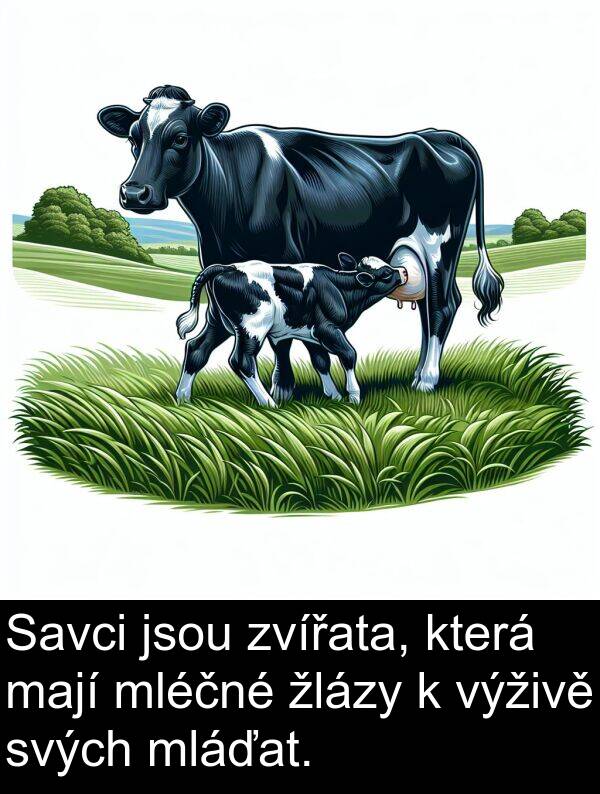 žlázy: Savci jsou zvířata, která mají mléčné žlázy k výživě svých mláďat.