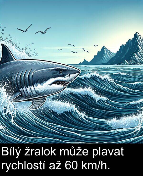 žralok: Bílý žralok může plavat rychlostí až 60 km/h.