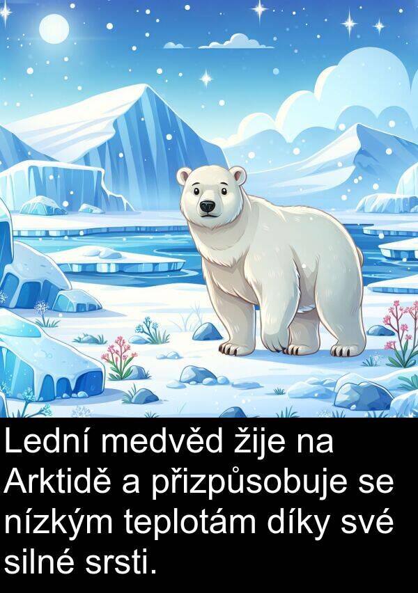 silné: Lední medvěd žije na Arktidě a přizpůsobuje se nízkým teplotám díky své silné srsti.