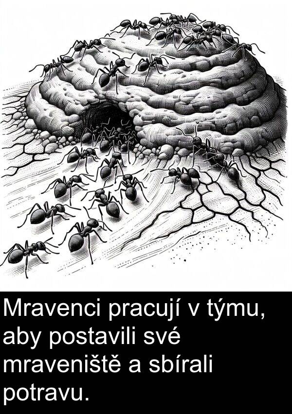 sbírali: Mravenci pracují v týmu, aby postavili své mraveniště a sbírali potravu.