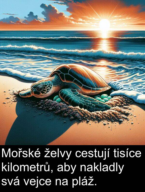 cestují: Mořské želvy cestují tisíce kilometrů, aby nakladly svá vejce na pláž.