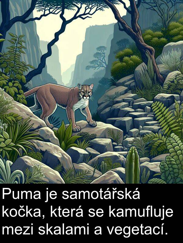 samotářská: Puma je samotářská kočka, která se kamufluje mezi skalami a vegetací.