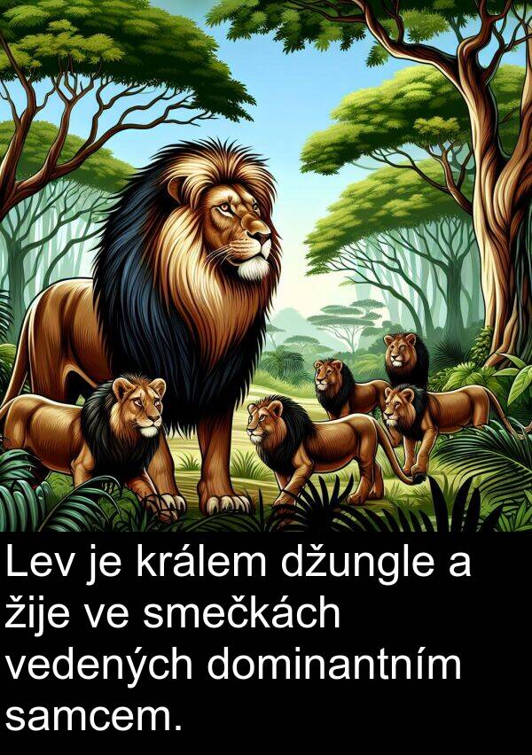 samcem: Lev je králem džungle a žije ve smečkách vedených dominantním samcem.