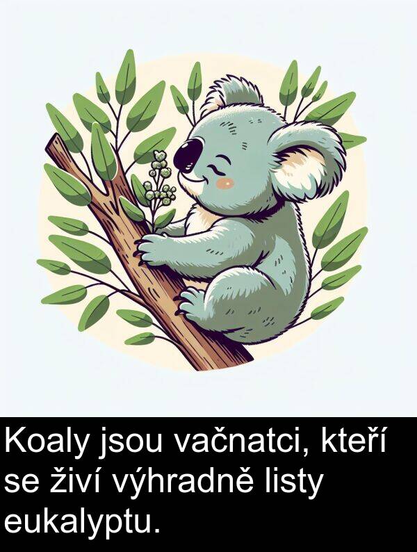 živí: Koaly jsou vačnatci, kteří se živí výhradně listy eukalyptu.