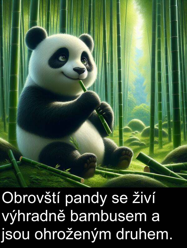 živí: Obrovští pandy se živí výhradně bambusem a jsou ohroženým druhem.