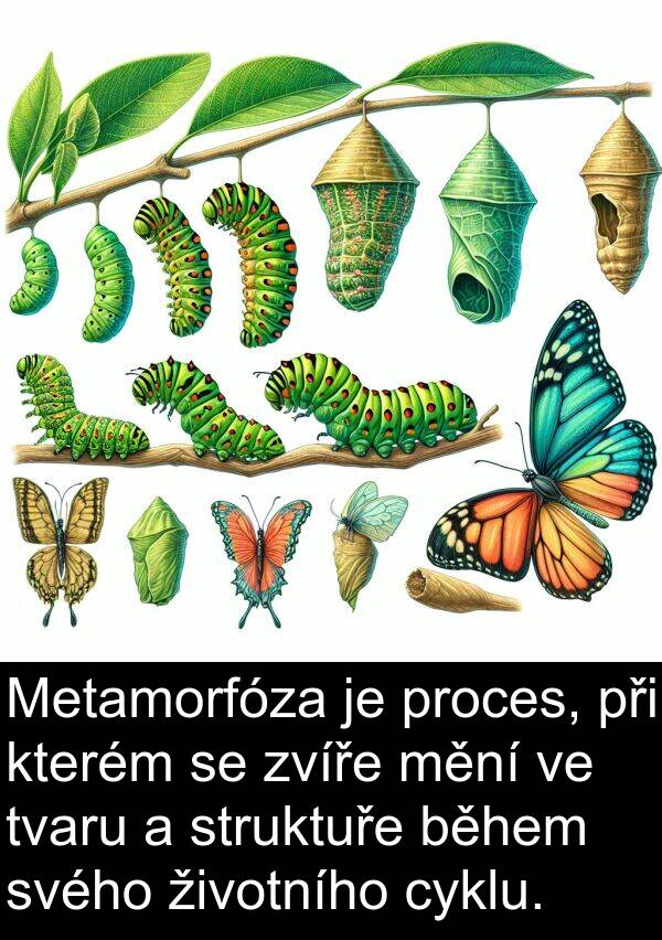 životního: Metamorfóza je proces, při kterém se zvíře mění ve tvaru a struktuře během svého životního cyklu.
