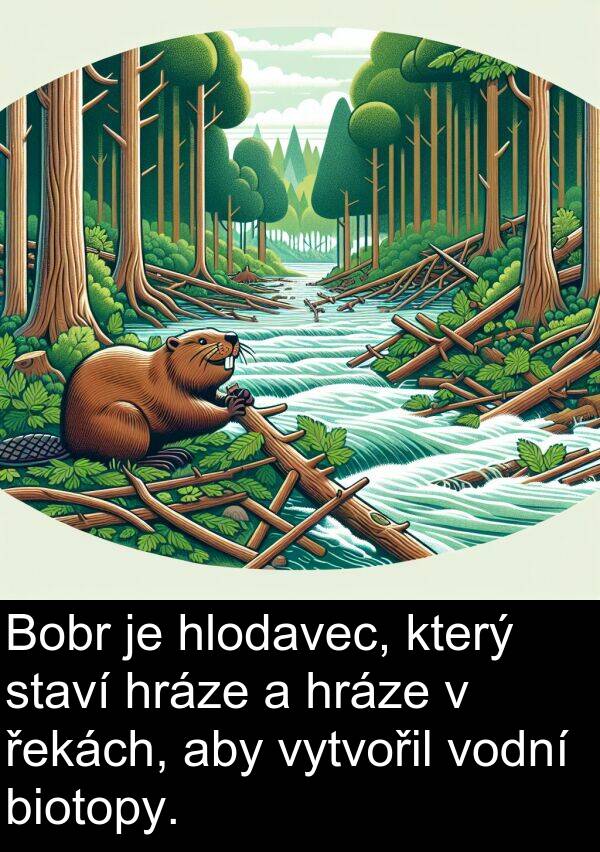 řekách: Bobr je hlodavec, který staví hráze a hráze v řekách, aby vytvořil vodní biotopy.