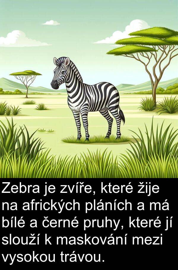 afrických: Zebra je zvíře, které žije na afrických pláních a má bílé a černé pruhy, které jí slouží k maskování mezi vysokou trávou.
