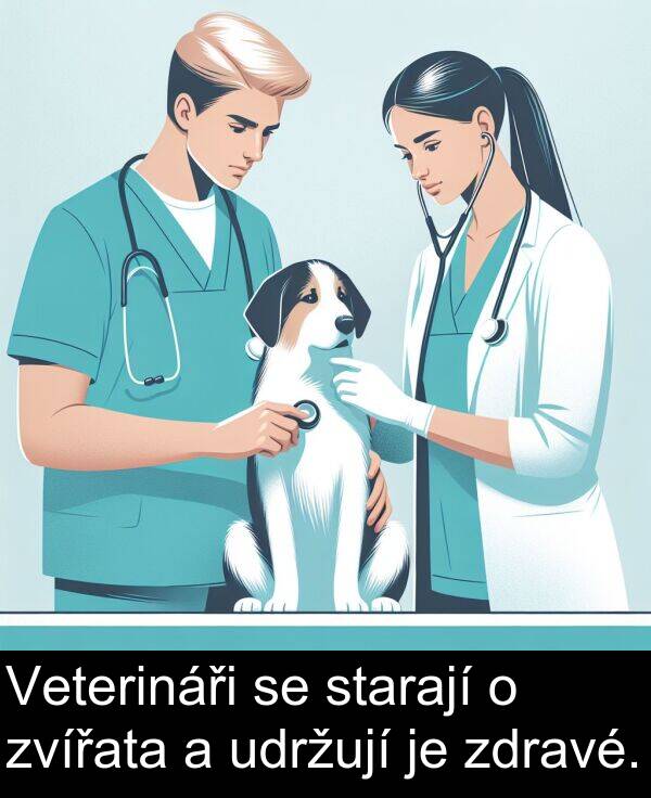 udržují: Veterináři se starají o zvířata a udržují je zdravé.