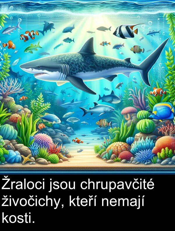 živočichy: Žraloci jsou chrupavčité živočichy, kteří nemají kosti.