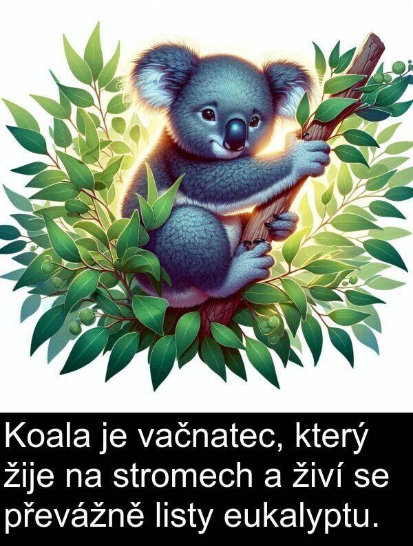 živí: Koala je vačnatec, který žije na stromech a živí se převážně listy eukalyptu.