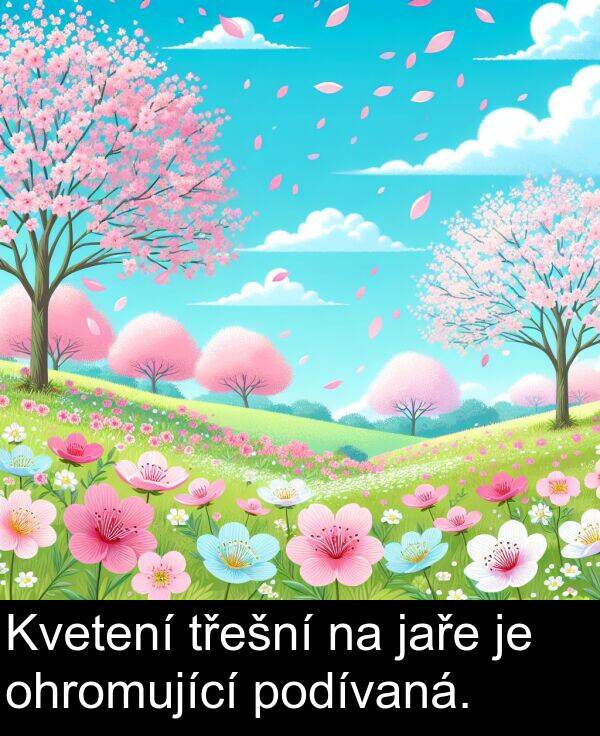 podívaná: Kvetení třešní na jaře je ohromující podívaná.
