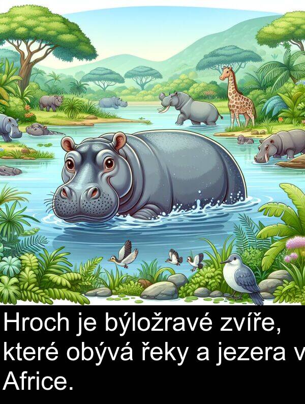 řeky: Hroch je býložravé zvíře, které obývá řeky a jezera v Africe.