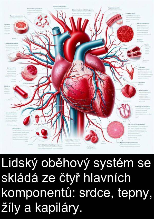 oběhový: Lidský oběhový systém se skládá ze čtyř hlavních komponentů: srdce, tepny, žíly a kapiláry.