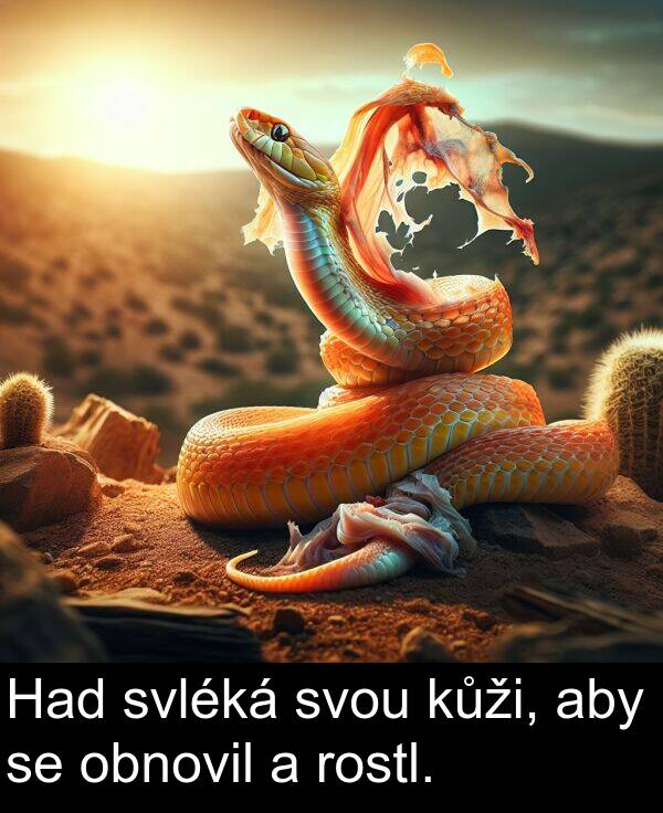 aby: Had svléká svou kůži, aby se obnovil a rostl.